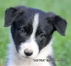 black and white male, Smooth to medium coat, border collie puppy